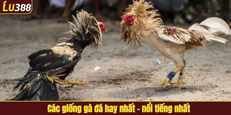 Các giống gà đá hay nhất - nổi tiếng nhất