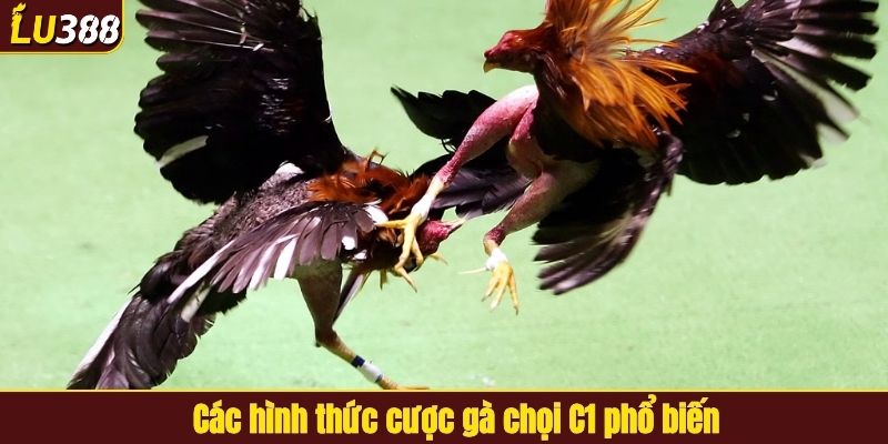 Các hình thức cược gà chọi C1 phổ biến