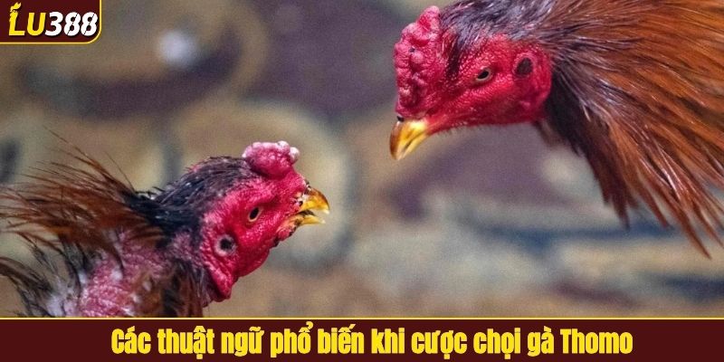 Các thuật ngữ phổ biến khi cược chọi gà Thomo