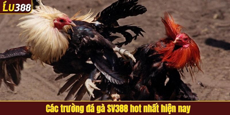 Các trường đá gà SV388 hot nhất hiện nay