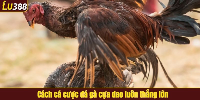 Cách cá cược đá gà cựa dao luôn thắng lớn