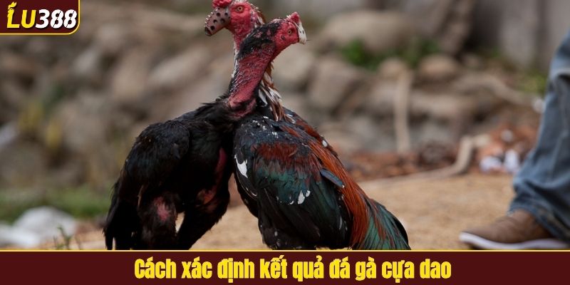 Cách xác định kết quả đá gà cựa dao
