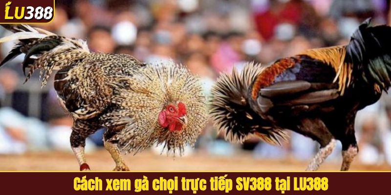 Cách xem gà chọi trực tiếp SV388 tại LU388