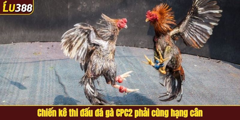 Chiến kê thi đấu đá gà CPC2 phải cùng hạng cân