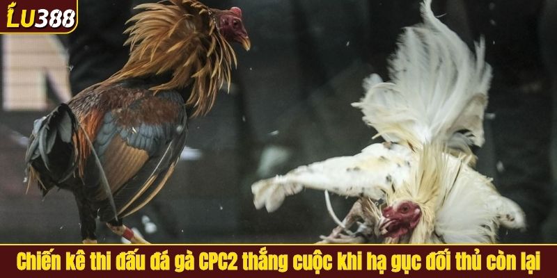 Chiến kê thi đấu đá gà CPC2 thắng cuộc khi hạ gục đối thủ còn lại