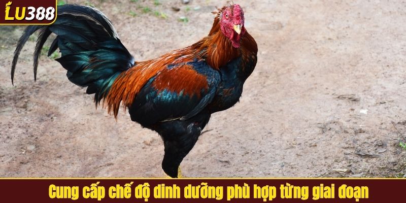 Cung cấp chế độ dinh dưỡng phù hợp từng giai đoạn