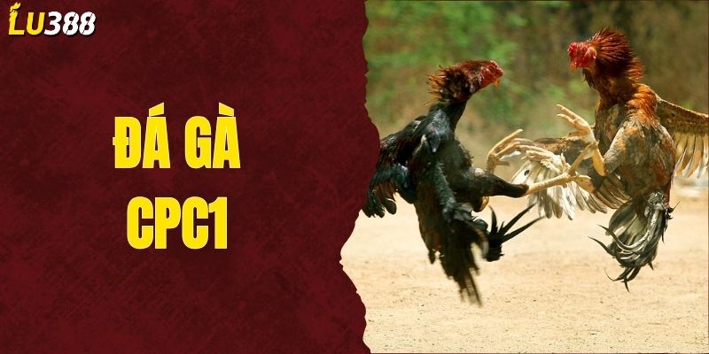 Trực Tiếp Đá Gà CPC1 Hôm Nay - Ngày Mai Tại LU388