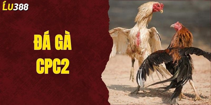 Đá Gà CPC2 - Khám Phá Giải Đấu Gà Đẳng Cấp Nhất Campuchia