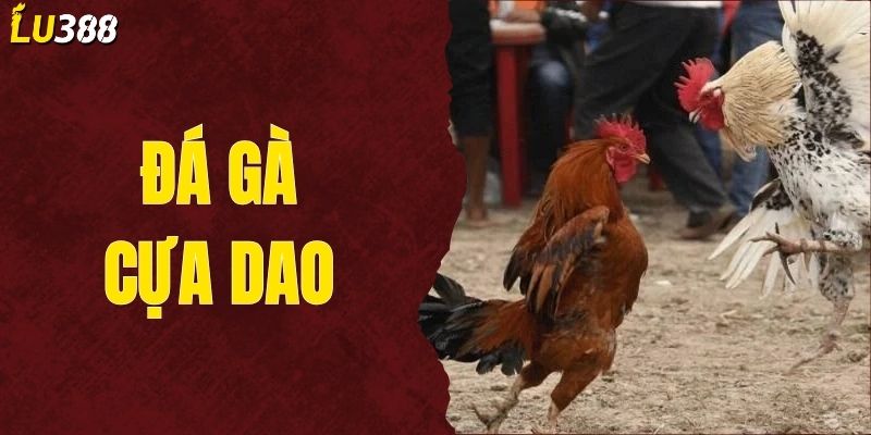 Đá Gà Cựa Dao Là Gì? Bí Kíp Chọn Kèo Cược Chuẩn Xác