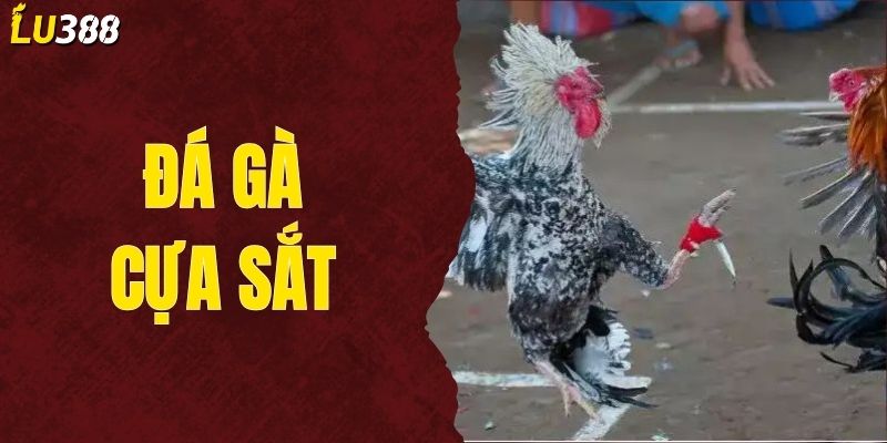 Hướng Dẫn Cá Cược Đá Gà Cựa Sắt An Toàn Và Dễ Thắng