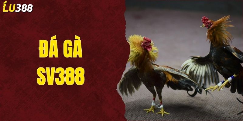 Đá Gà SV388 - Xem Trực Tiếp Chọi Gà Mới Nhất Hôm Nay