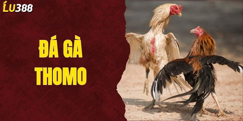 Trực Tiếp Đá Gà Thomo Hôm Nay Mới Nhất Tại LU388