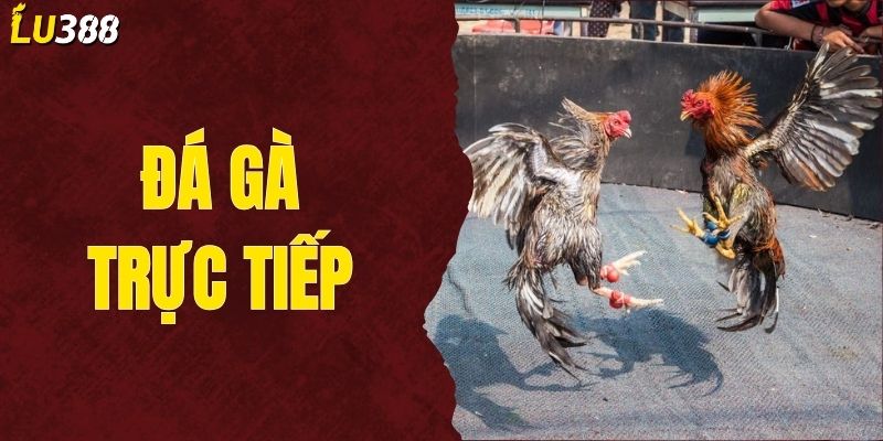 Đá Gà Trực Tiếp Và Kinh Nghiệm Đặt Cược Đá Gà Cực Chuẩn