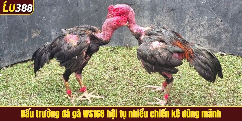 Đấu trường đá gà WS168 hội tụ nhiều chiến kê dũng mãnh