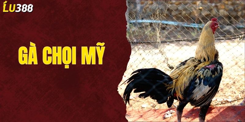 Kinh Nghiệm Nuôi Gà Chọi Mỹ Sung Sức Và Ra Đòn Mạnh