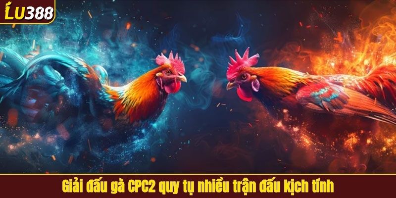 Giải đấu gà CPC2 quy tụ nhiều trận đấu kịch tính