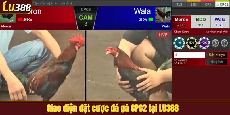 Giao diện đặt cược đá gà CPC2 tại LU388