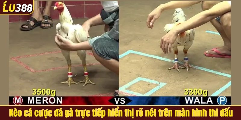Kèo cá cược đá gà trực tiếp hiển thị rõ nét trên màn hình thi đấu