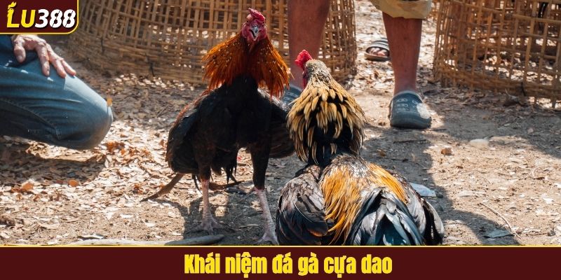Khái niệm đá gà cựa dao