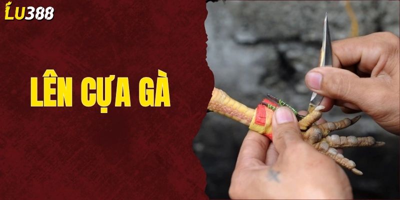 Lên Cựa Gà Đá Đúng Cách, An Toàn Và Tăng Sát Thương