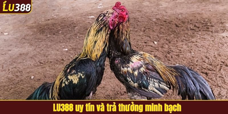 LU388 uy tín và trả thưởng minh bạch