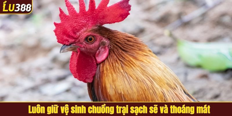 Luôn giữ vệ sinh chuồng trại sạch sẽ và thoáng mát