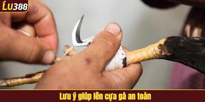 Lưu ý giúp lên cựa gà an toàn