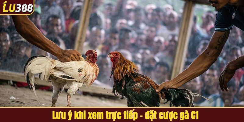 Lưu ý khi xem trực tiếp - đặt cược gà C1