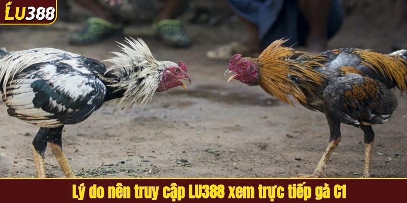 Lý do nên truy cập LU388 xem trực tiếp gà C1