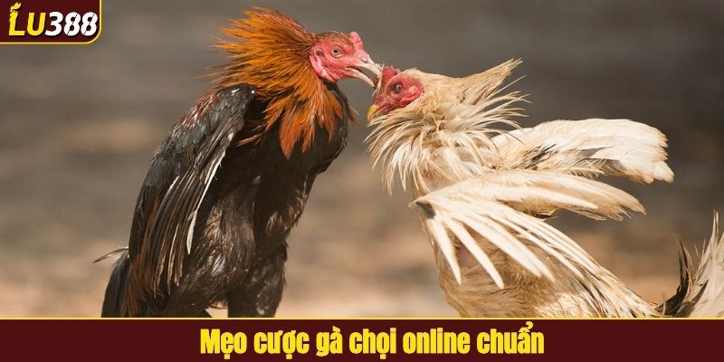 Mẹo cược gà chọi online chuẩn