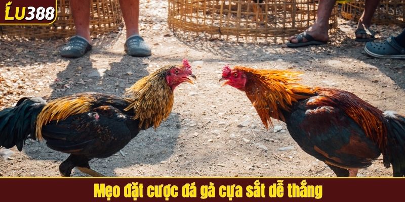 Mẹo đặt cược đá gà cựa sắt dễ thắng