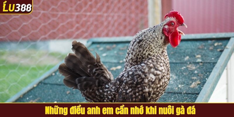Những điều anh em cần nhớ khi nuôi gà đá