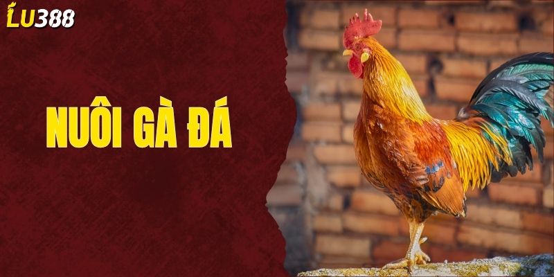 Bí Quyết Nuôi Gà Đá Chiến Đấu Bách Thắng Từ A  Đến  Z