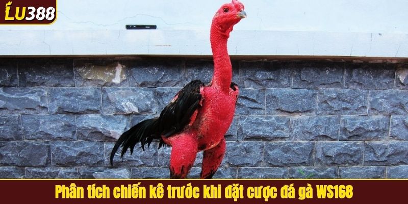 Phân tích chiến kê trước khi đặt cược đá gà WS168