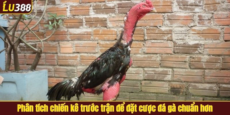 Phân tích chiến kê trước trận để đặt cược đá gà chuẩn hơn
