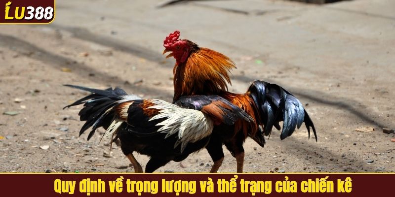 Quy định về trọng lượng và thể trạng của chiến kê