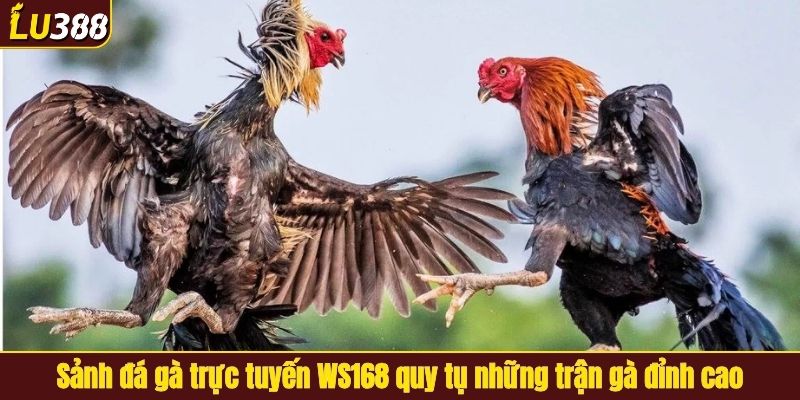 Sảnh đá gà trực tuyến WS168 quy tụ những trận gà đỉnh cao