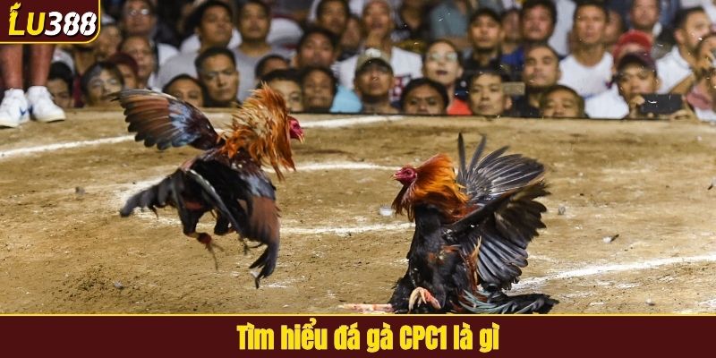 Tìm hiểu đá gà CPC1 là gì