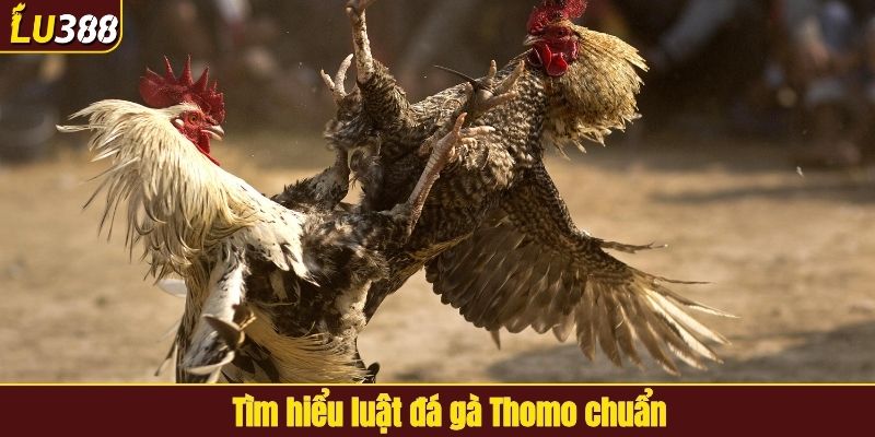 Tìm hiểu luật đá gà Thomo chuẩn