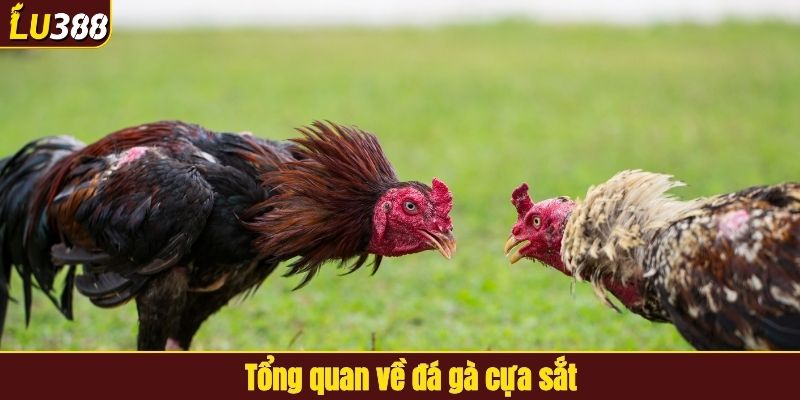 Tổng quan về đá gà cựa sắt