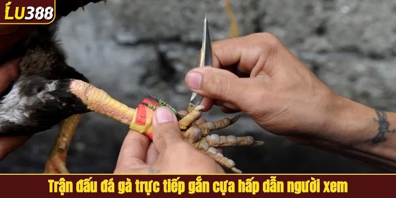 Trận đấu đá gà trực tiếp gắn cựa hấp dẫn người xem