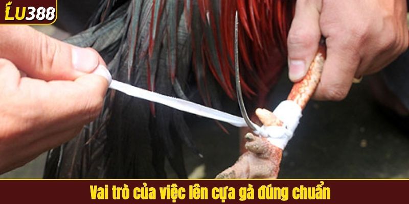 Vai trò của việc lên cựa gà đúng chuẩn