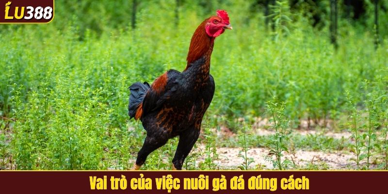 Vai trò của việc nuôi gà đá đúng cách